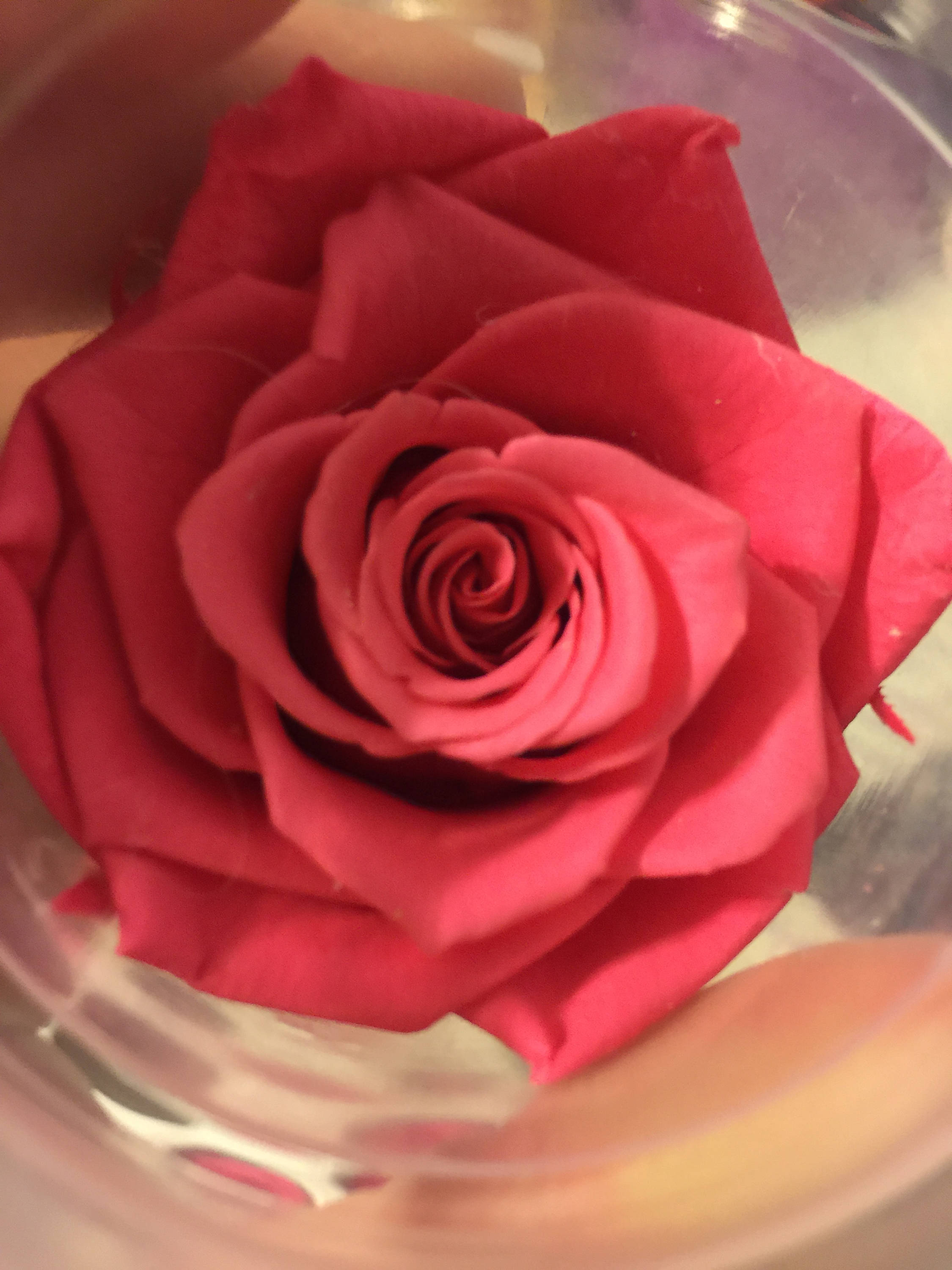 Preserved Red Rose Hot Pink Roses Wine Colored Roses Rose Pink Rose for ...