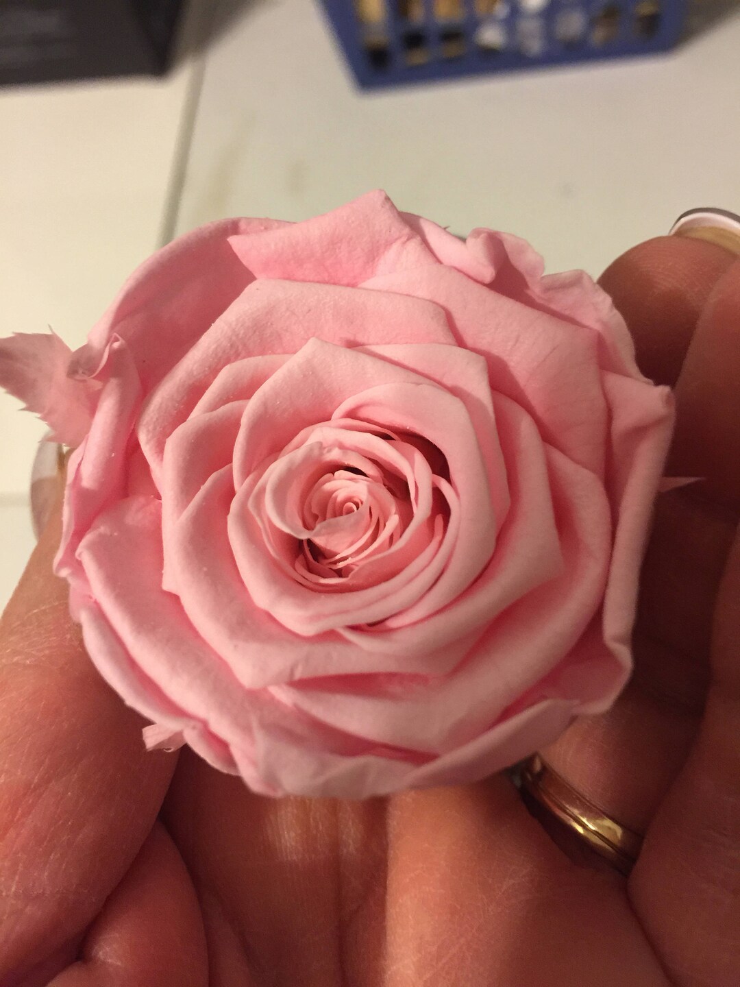 Preserved Red Rose Hot Pink Roses Wine Colored Roses Rose Pink Etsy