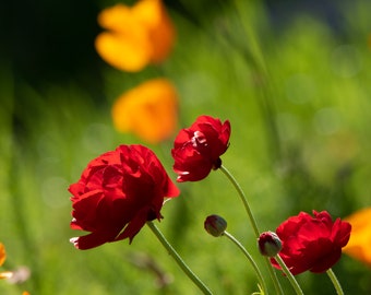 Poppies