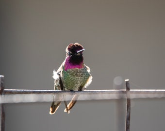 Hummingbird with an attitude