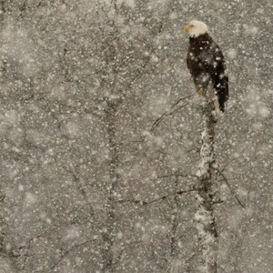 Aigles à tête blanche dans la neige Lot de 10 cartes
