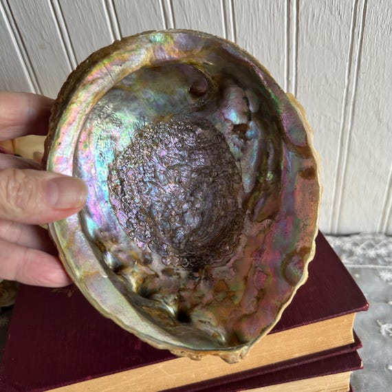 Abalone Shell/Shell Soap Dish/Trinket/Smudging Bo… - image 12