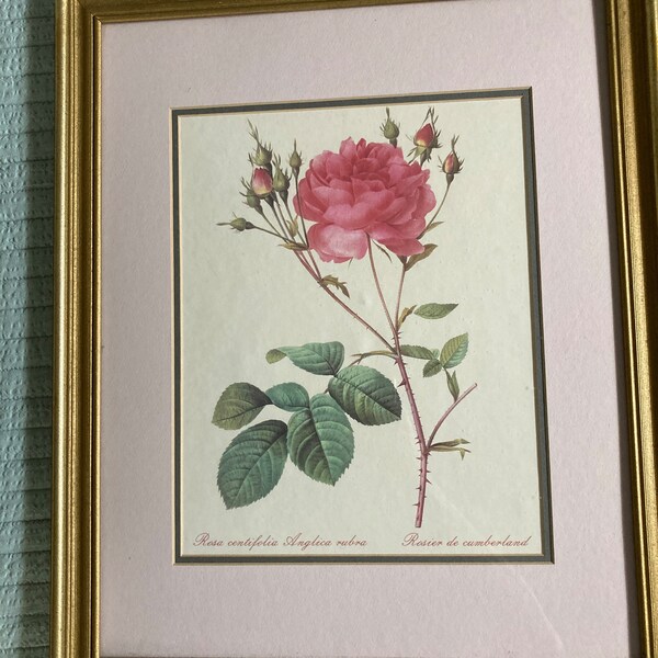 Vintage Rose Print Etsy