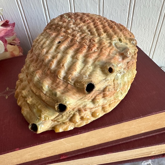 Abalone Shell/Shell Soap Dish/Trinket/Smudging Bo… - image 8