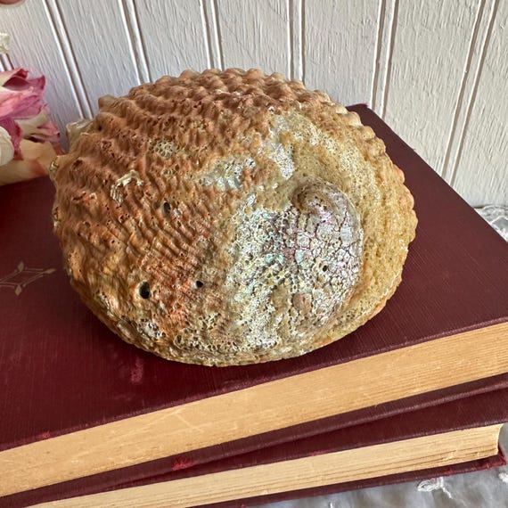 Abalone Shell/Shell Soap Dish/Trinket/Smudging Bo… - image 5