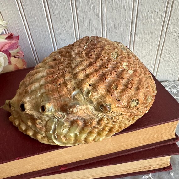 Abalone Shell/Shell Soap Dish/Trinket/Smudging Bo… - image 7