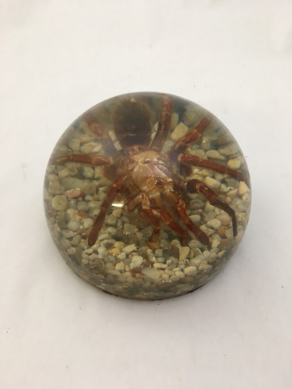 Real Crab Crustacean Insect Specimens In Lucite Paperweight Crafts