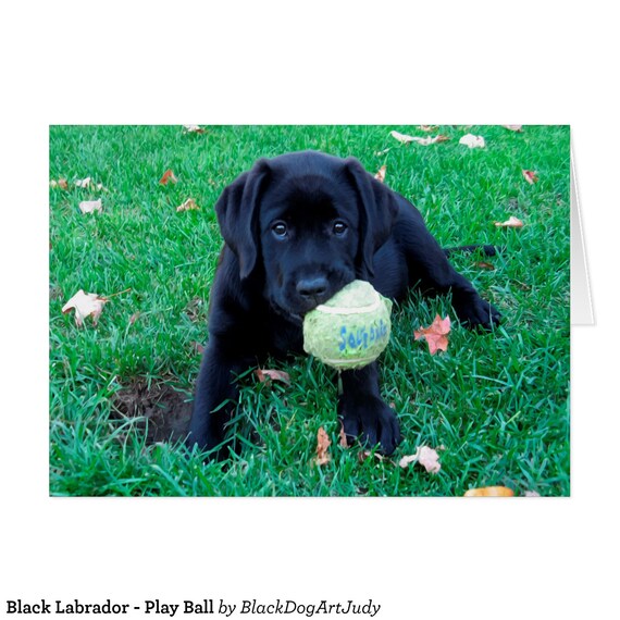 Black Lab Card Black Lab Art G31PBL Dog Pet Photo Pillow 5MHAL Pet Memorial