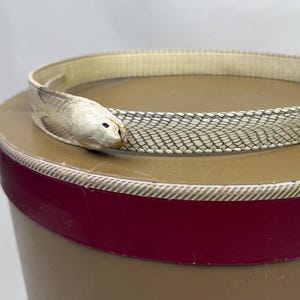 Cinturón con cabeza de serpiente pitón blanca disecada, estilo vintage de los años 20 y 30.