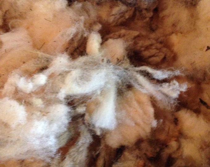 Wool Unprocessed Babydoll Sheep Wool Etsy