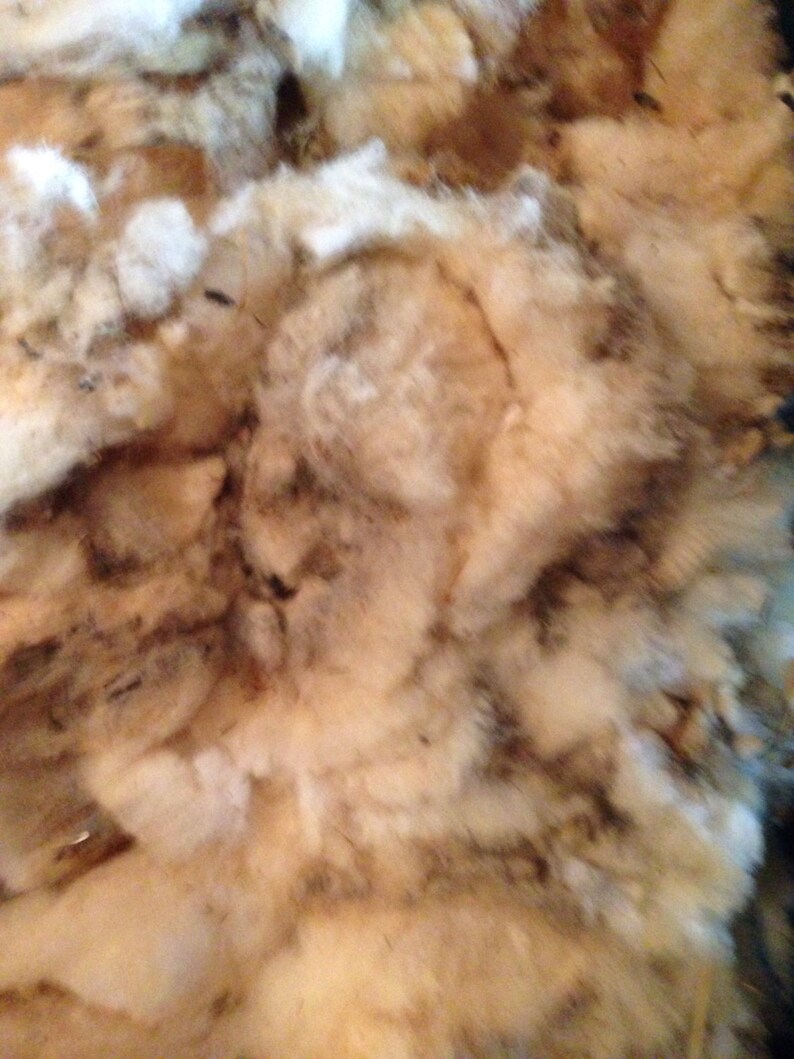 Wool Unprocessed babydoll sheep wool Etsy