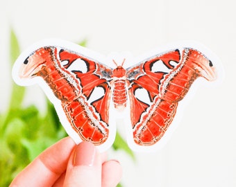 Atlas Moth Sticker: Handmade Vinyl Die Cut Decal