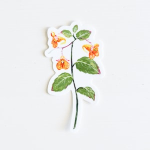Gefleckte Jewelweed Vinyl-Aufkleber, 7,5 cm gestanzt, Gefleckte Touch-Me-Not Orange Balsam, Pflanze, Blume, Garten