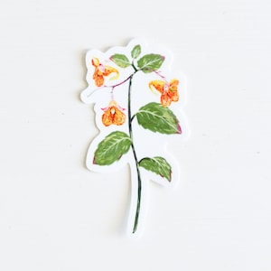 Spotted Jewelweed Vinyl Sticker, 3 Die Cut, Spotted Touch-Me-Not Orange Balsam, Plant, Flower, Garden image 1