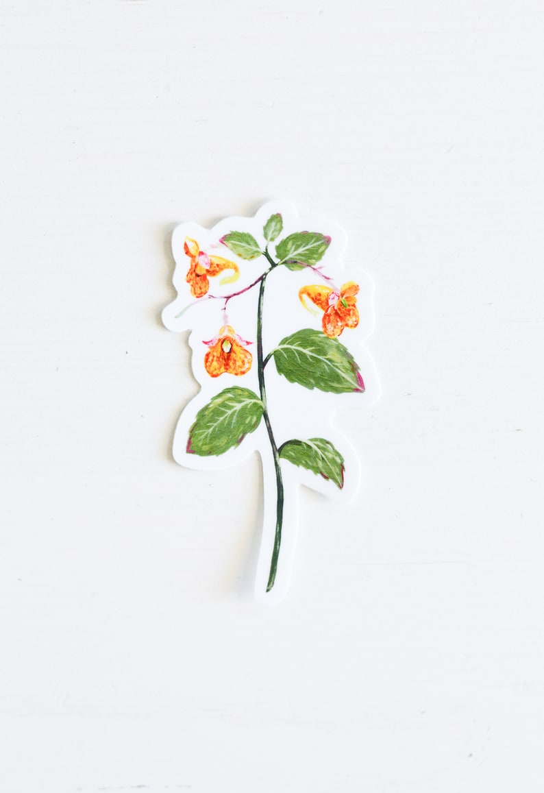 Spotted Jewelweed Vinyl Sticker, 3 Die Cut, Spotted Touch-Me-Not Orange Balsam, Plant, Flower, Garden image 1