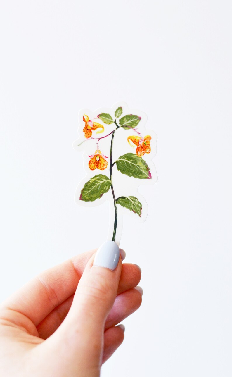 Spotted Jewelweed Vinyl Sticker, 3 Die Cut, Spotted Touch-Me-Not Orange Balsam, Plant, Flower, Garden image 2