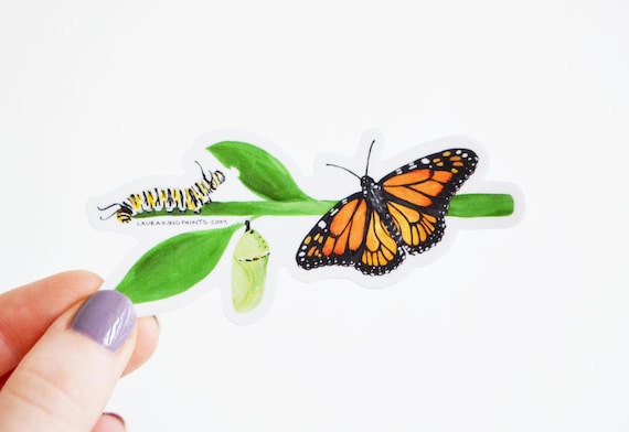 Monarch Butterfly Metamorphosis Vinyl Sticker: Waterproof Laptop Decal