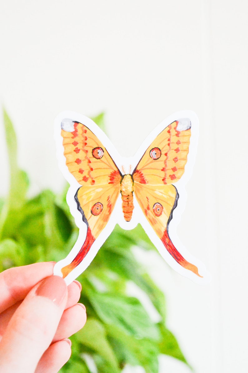 Comet Moth Sticker, Die Cut 2.71 x 3, Handmade Vinyl Sticker from Acrylic Painting, Moths Sticker Collection Set, Madagascan moon moth image 2