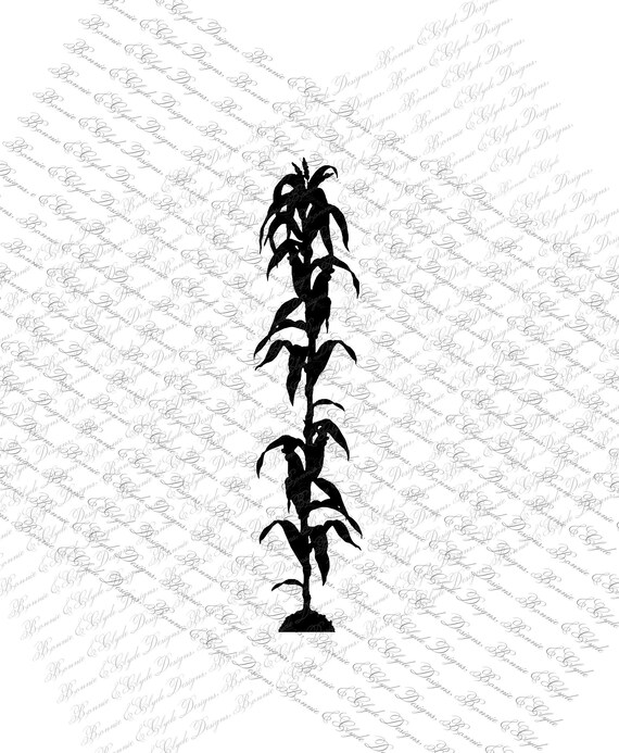 Corn Stalk Instant Digital Download SVG PNG DXF Jpeg Cutting | Etsy