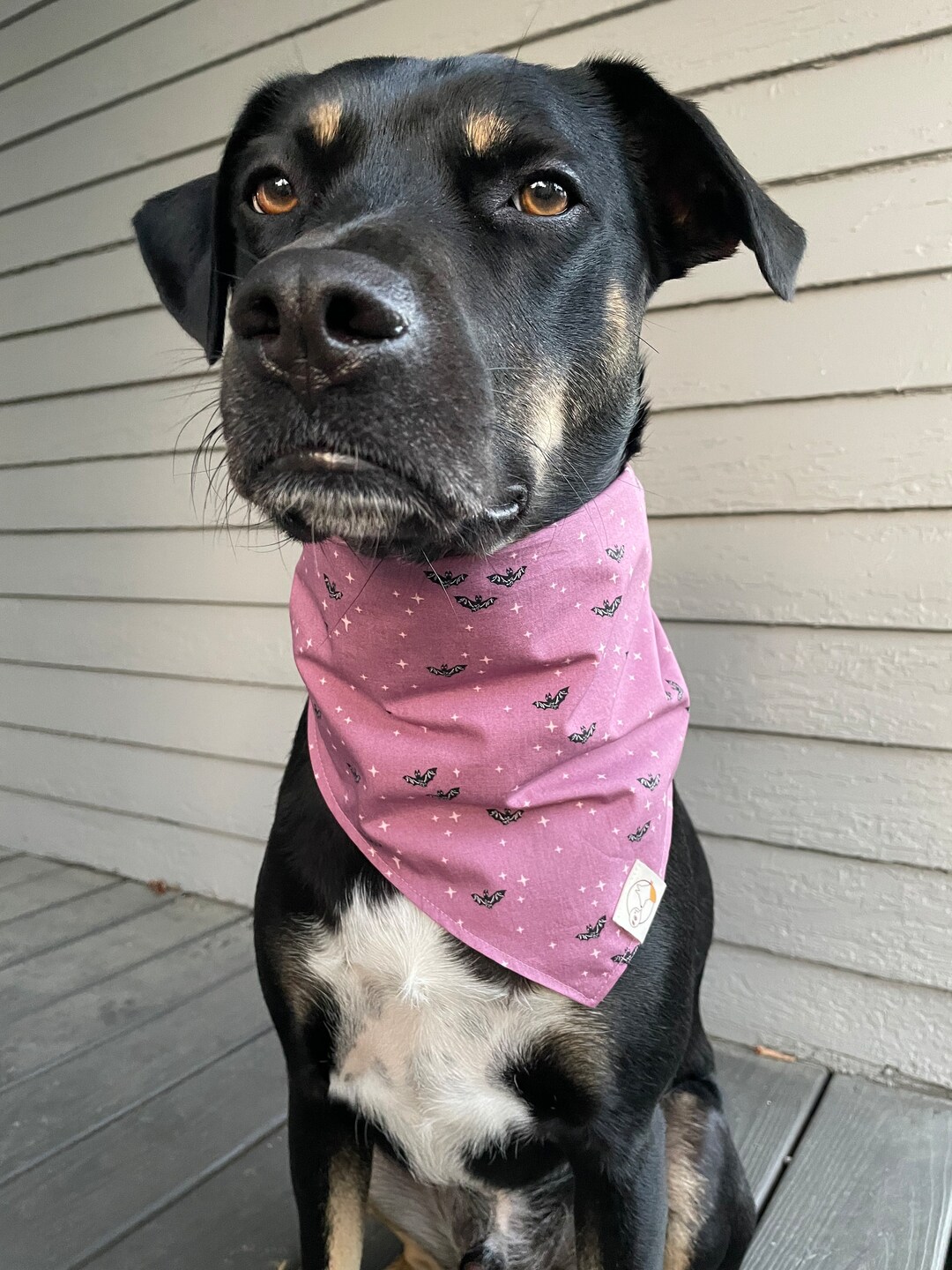 Witchy Cat Bandana Vampire Bat Bandana Halloween Costume Etsy