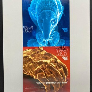Póster TAD - Caperucita Infrarroja (30,5 x 61 cm), Cuadrado Doble, Plano, Original, 1995 / Seattle Grunge / Tom Doyle / Mohawk Music