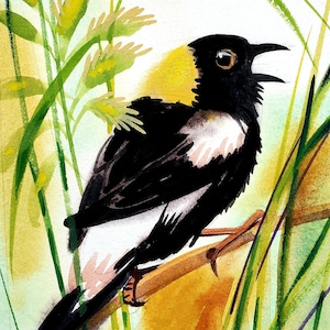 Bobolink: part of my 2022 A Year of Birds Challenge. One-of-a-kind. I will donate 20% of the price to wildlife conservation image 1