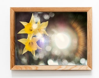 Daffodils in spring fine art photography digital download, yellow flower print, yellow florals, daffodil print, daffodil, spring decor