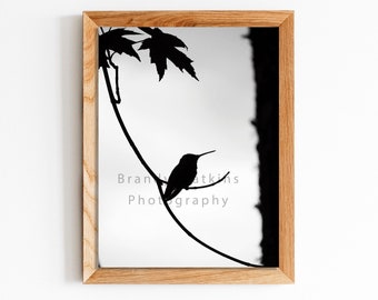 Hummingbird silhouette, black and white hummingbird art, hummingbird art, hummingbird silhouette, hummingbird photography, nature art