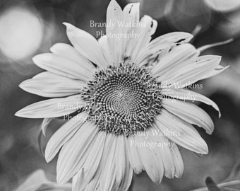 Black and white sunflower photography printable wall art, fine art photography wall art, sunflower print, black and white art, flower art