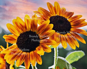 Printable wall art sunflower field at sunset decor, sunflower decor, fine art photography, sunflower wall art, sunflower print, sunset art