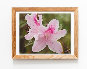 Pink azalea flower, pink flower print, botanical art, Pink flowers photograph, Azalea photographic print, Pink Azaleas Printable, azaleas