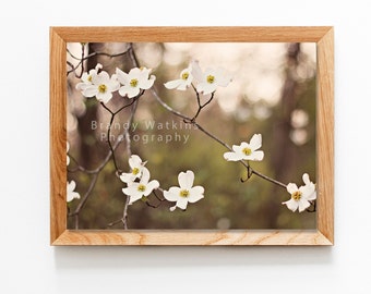 Dogwood blooms, white flowering dogwood, dogwood floral, dogwood flowers, white floral photography, nature photography, botanical art print