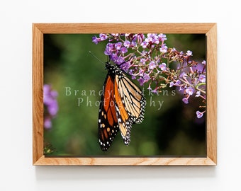 Monarch Butterfly digital download, butterfly wall art, monarch wall art, monarch print, monarch butterfly art, monarch butterfly print