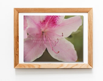Pink azalea flower, pink flower print, botanical art, Pink flowers photograph, Azalea photographic print, Pink Azaleas Printable, azaleas