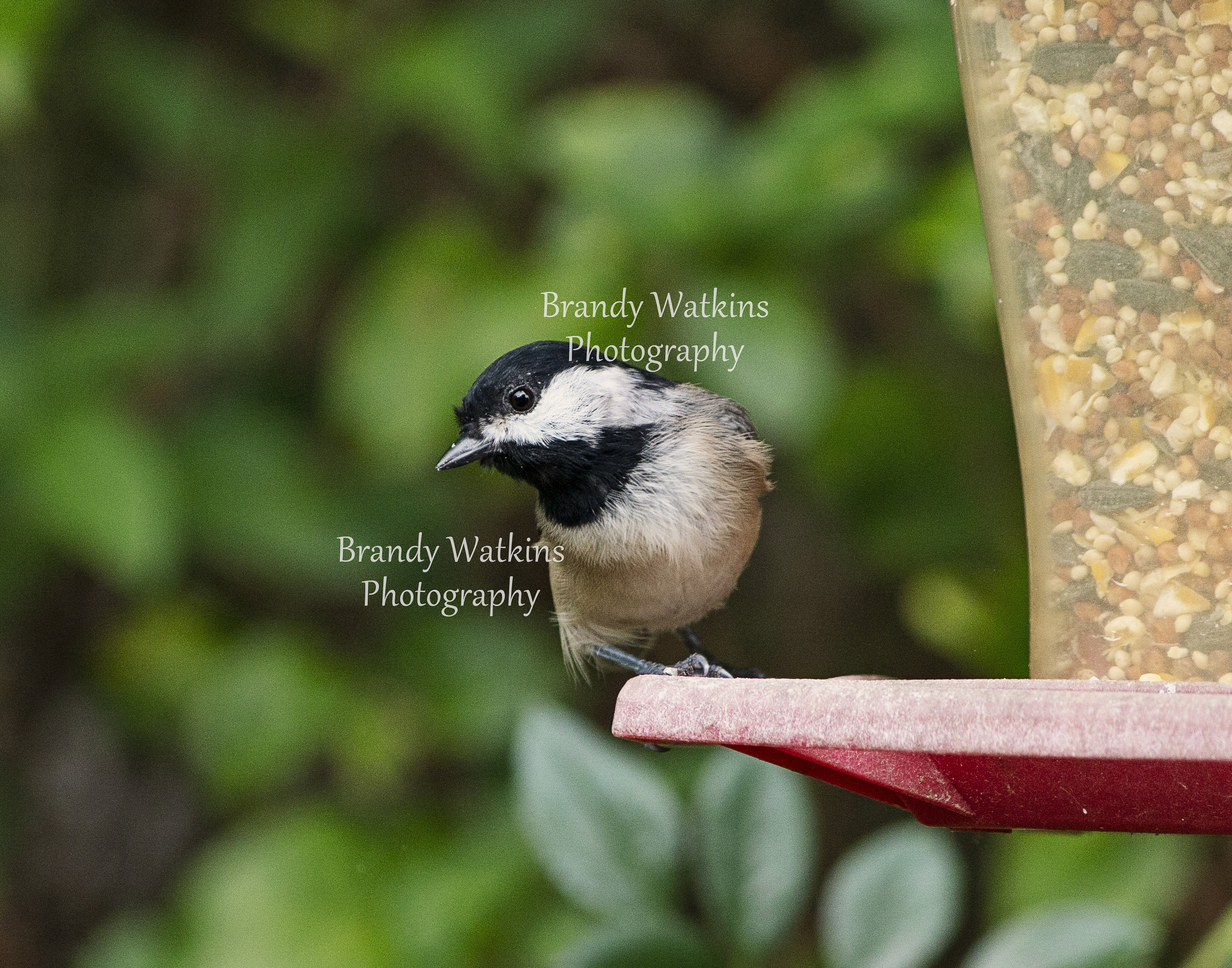 Black Capped Chickadee Photography Printable Wall Art Decor | Etsy