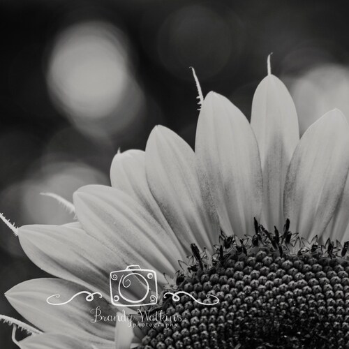 Black and White Sunflower Printable Wall Art Nature Wall Art Etsy