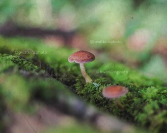 Fungi mushroom wall art print, mushroom decor, mushroom wall art, mushroom art, mushroom photography, nature photography, fungi photography