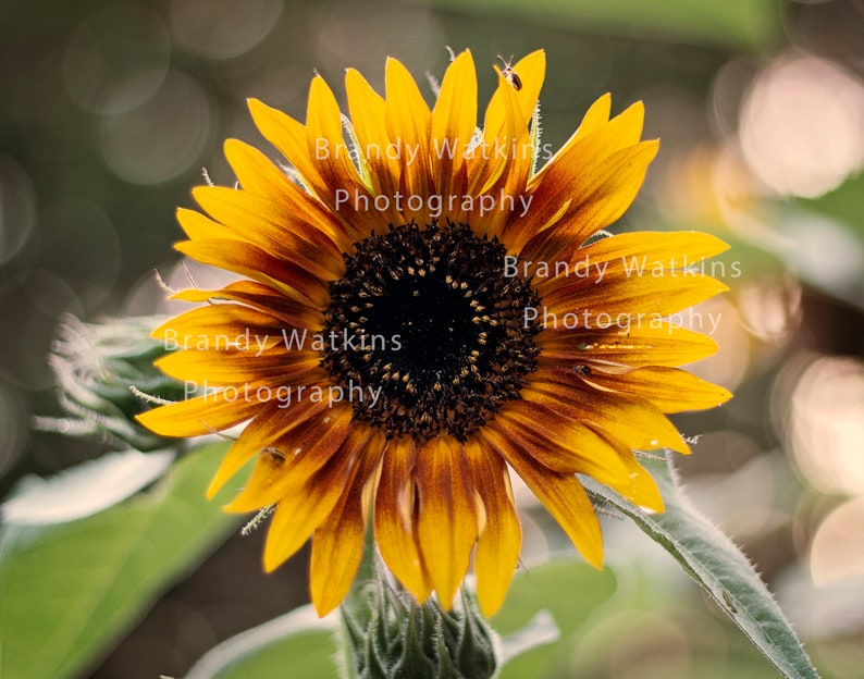 Orange Sunflower Wall Art, Sunflower Print, Sunflower Lover, Sunflower