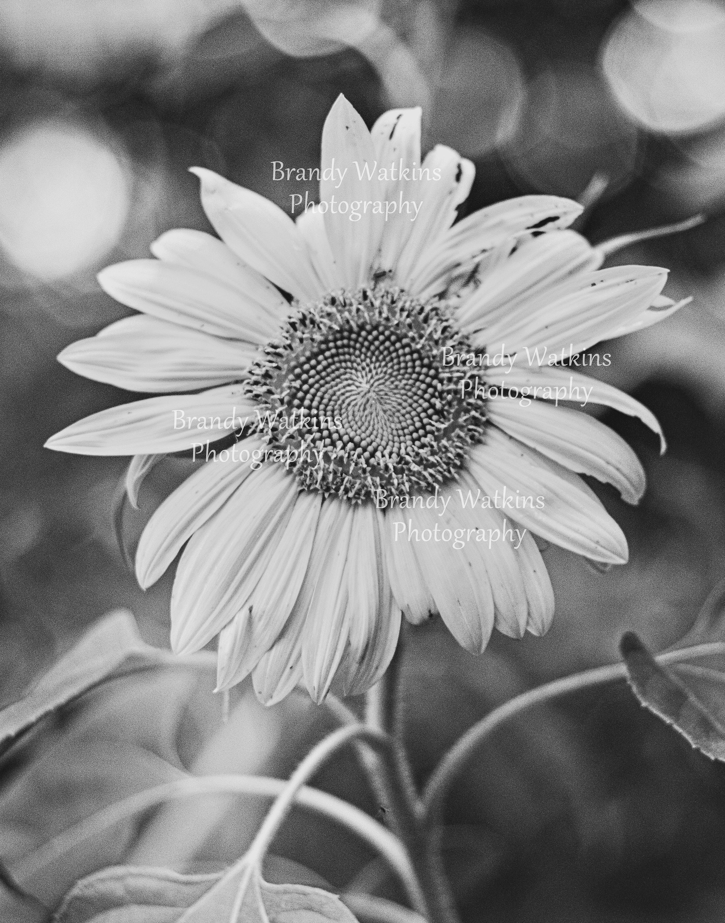 Black and White Sunflower Photography Printable Wall Art Fine Etsy Hong Kong