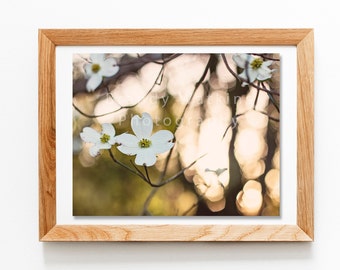 Dogwood blossom photography, dogwood flowers, dogwood branch, botanical art print, Dogwood tree in bloom, dogwood blooms