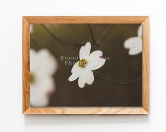 Dogwood blossom photography, dogwood flowers, dogwood branch, botanical art print, Dogwood tree in bloom, dogwood blooms