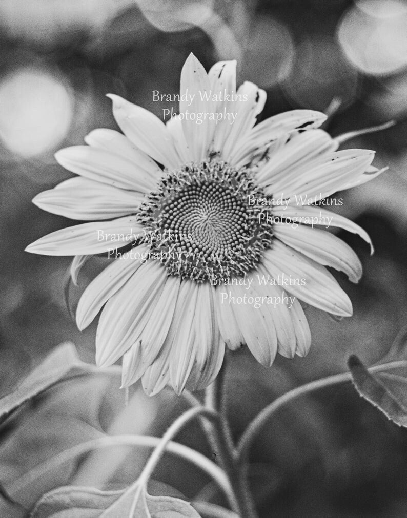 Black and White Sunflower Photography Print Black and White Etsy
