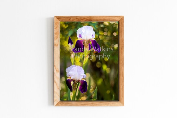 Purple Bearded Iris Printable Wall Decor Purple Iris Art - Etsy