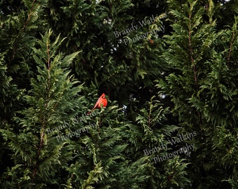 Red Cardinal on evergreen tree photography printable wall art decor, sympathy gift, cardinals appear, fine art print, fine art photography