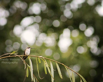 Hummingbird digital download printable fine art photography, nature photography, nature print, wall decor, printable art, hummingbird print