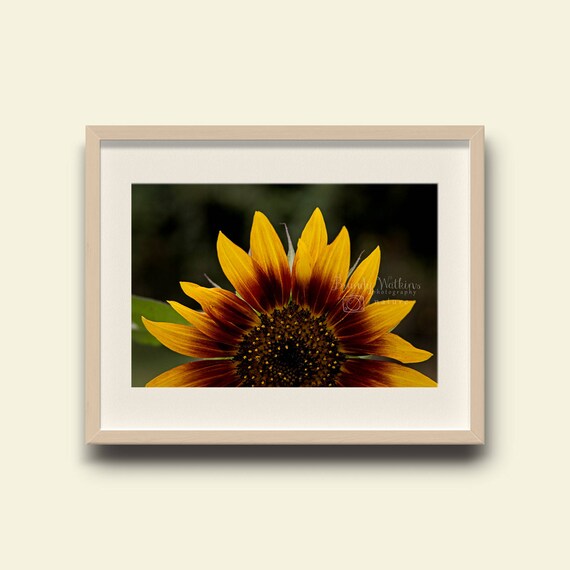 Sunflower Photography Print Farmhouse Living Room Decor
