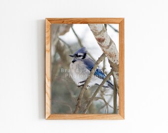 Blue Jay photography, blue jay nature photography, bird wall decor, blue jay decor, bird wall art, bird art, bird decor, blue jay bird print
