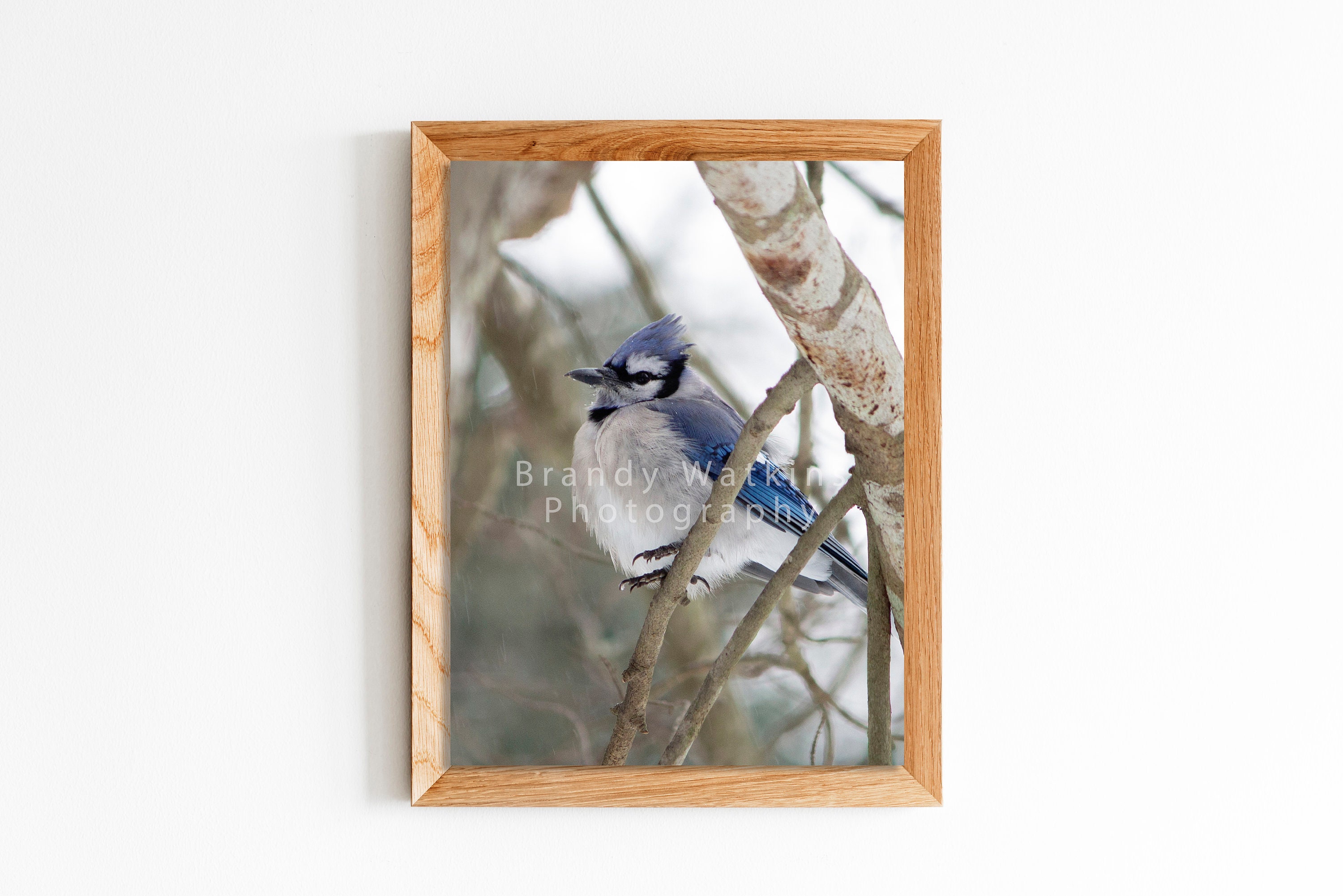Blue Jay Photography, Blue Jay Nature Photography, Bird Wall Decor, Blue Jay Decor, Bird Wall ...