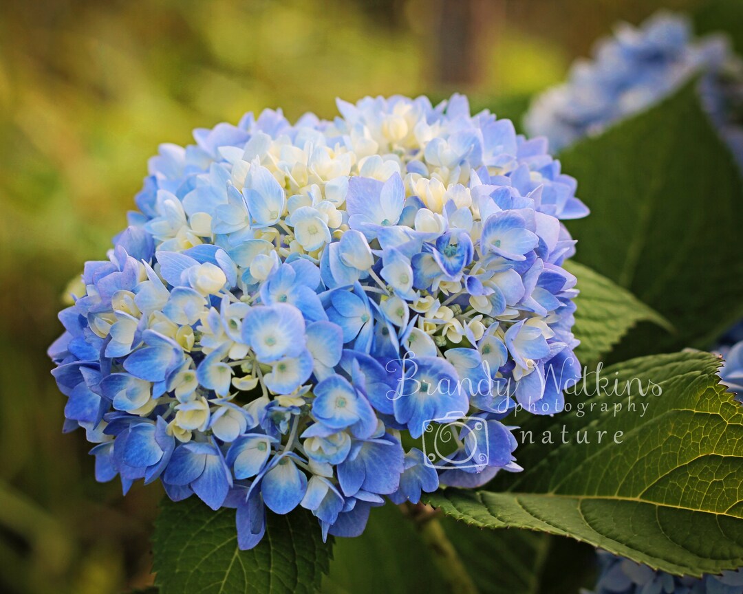 Blue Hydrangea Printable Wall Art Decor, Bathroom Wall Art, Hydrangea
