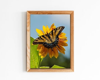 Yellow swallowtail butterfly on sunflower photography print - you choose size, butterfly print, sunflower print, sunflower art, fine art